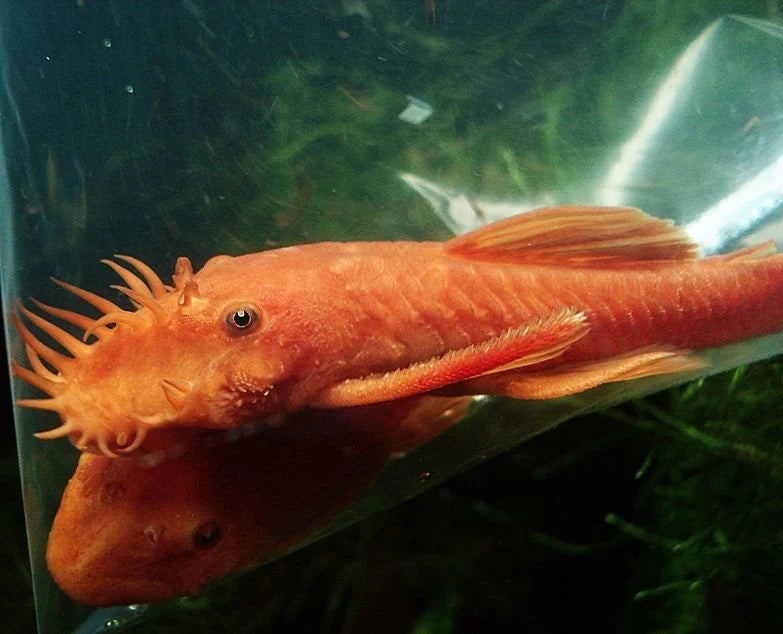 SUPER RED BRISTLE NOSE PLECO - LIVE FISH