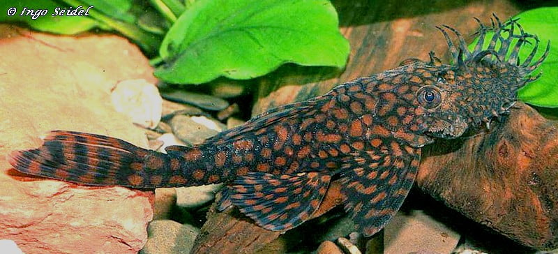 RIO PARAGUAY BRISTLE NOSE PLECO - LIVE FISH