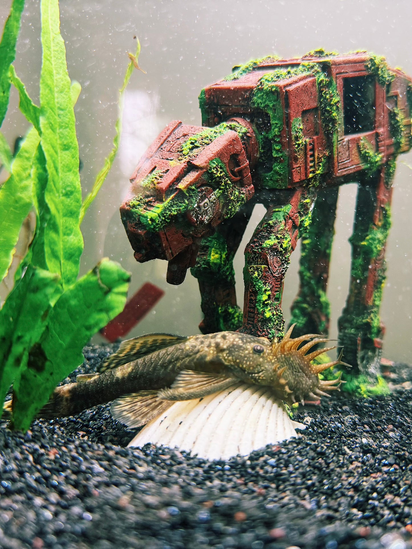 COMMON BRISTLE NOSE PLECO - ANCISTRUS SP
