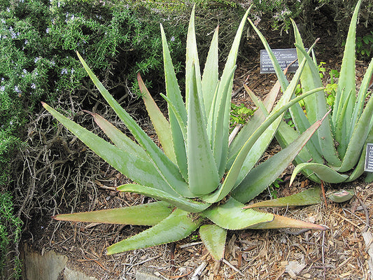 ALOE VERA - LIVE PLANT