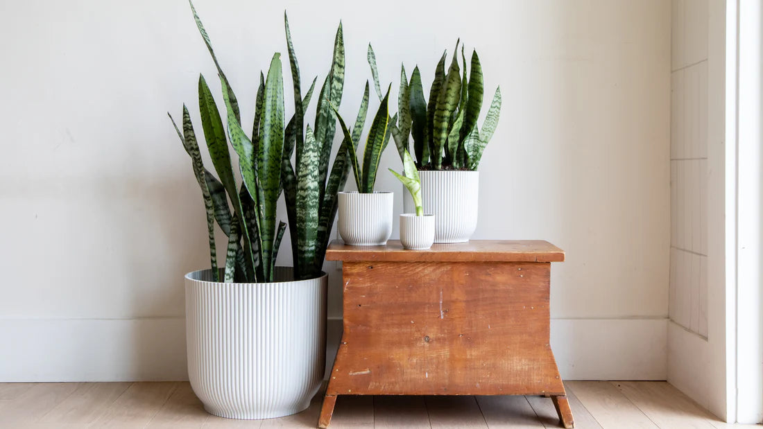 SNAKE PLANT - LIVE PLANT