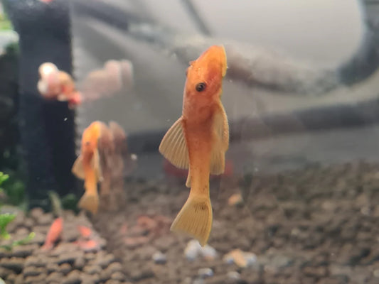 SUPER RED BRISTLE NOSE PLECO - LIVE FISH