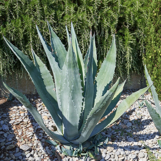 BLUE AGAVE - LIVE PLANT