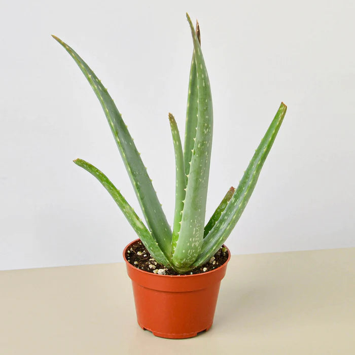 ALOE VERA - LIVE PLANT