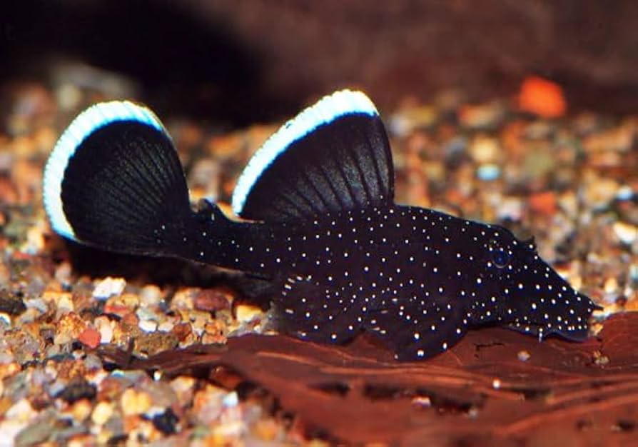 STARLIGHT BRISTLENOSE PLECO - LIVE FISH