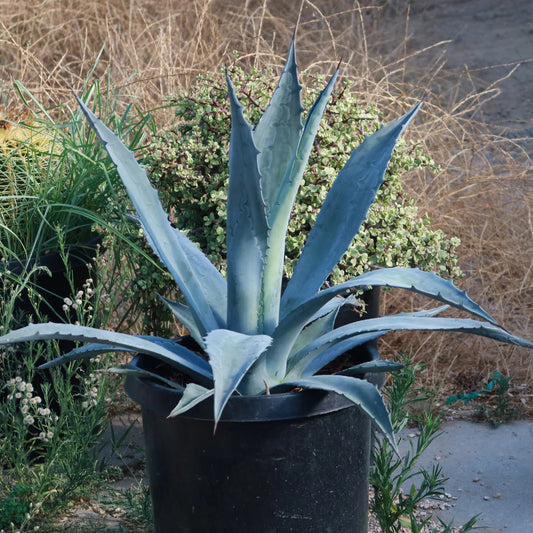 BLUE AGAVE - LIVE PLANT