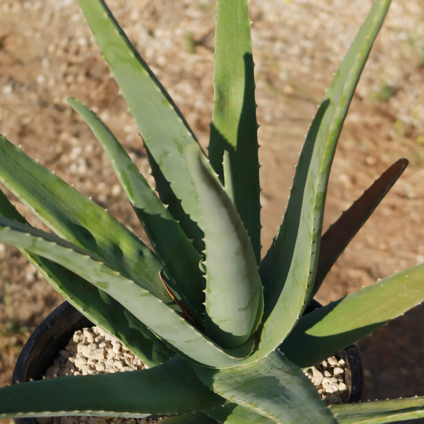ALOE VERA - LIVE PLANT