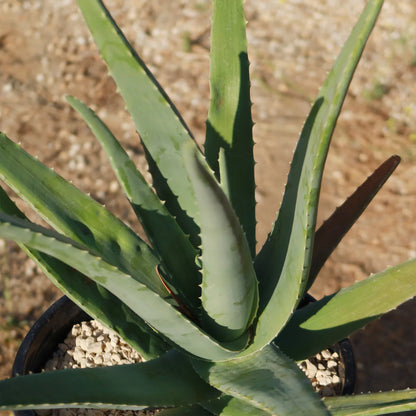 ALOE VERA - LIVE PLANT