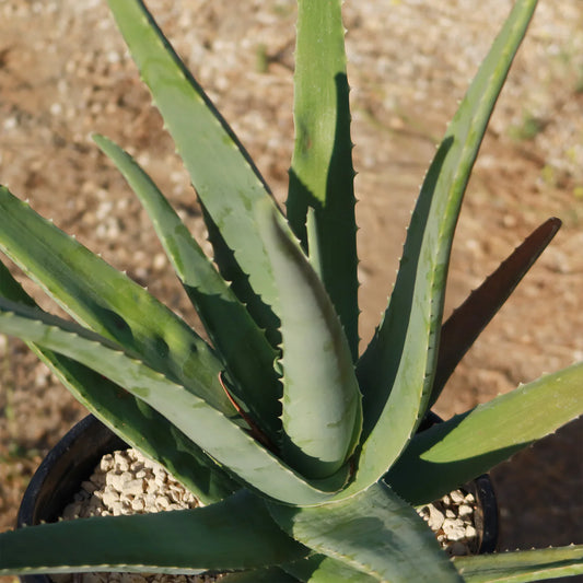 ALOE VERA - LIVE PLANT
