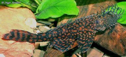 RIO PARAGUAY BRISTLE NOSE PLECO - LIVE FISH