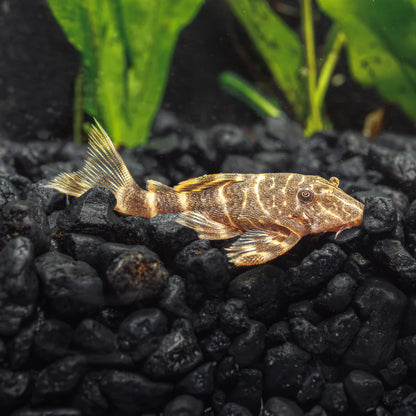 CLOWN PLECO - LIVE FISH