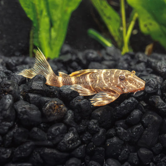 CLOWN PLECO - LIVE FISH