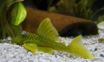 GREEN PHANTOM PLECO - LIVE FISH