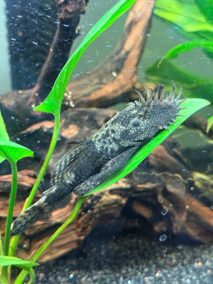 COMMON BRISTLE NOSE PLECO - LIVE FISH