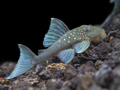BLUE PHANTOM PLECO - LIVE FISH