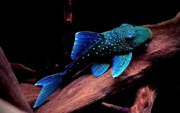 BLUE PHANTOM PLECO - LIVE FISH
