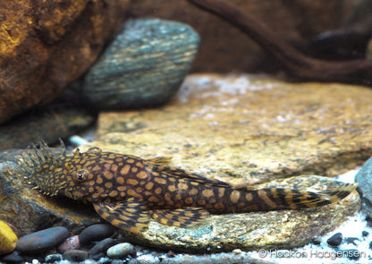 RIO PARAGUAY BRISTLE NOSE PLECO - LIVE FISH