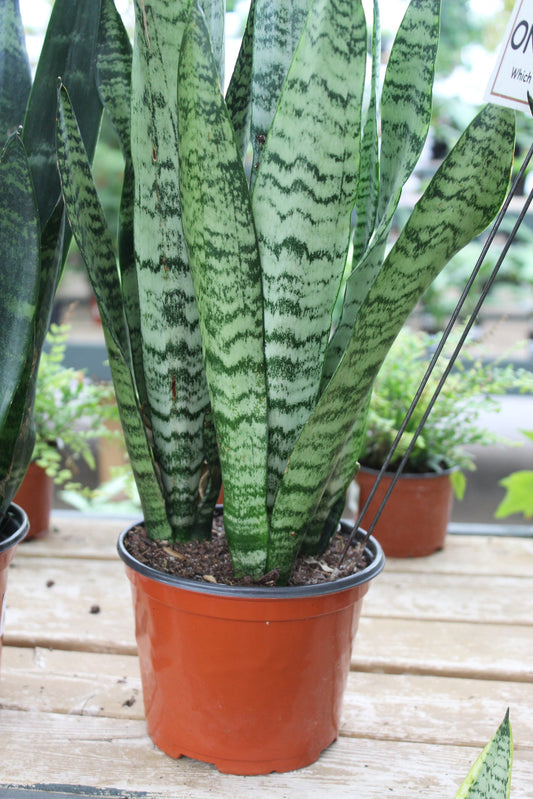 SNAKE PLANT - LIVE PLANT