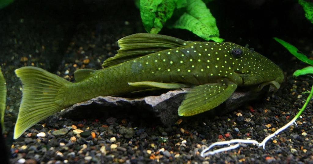 GREEN PHANTOM PLECO - LIVE FISH