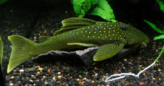 GREEN PHANTOM PLECO - LIVE FISH