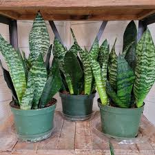 SNAKE PLANT - LIVE PLANT