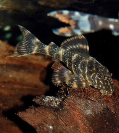CLOWN PLECO - LIVE FISH